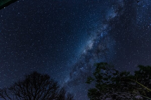 Vista dalla foresta notturna della Via Lattea