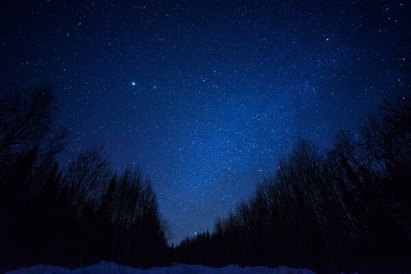 Night sky with stars in the forest