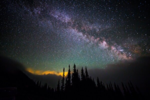 Árboles contra el cielo estrellado