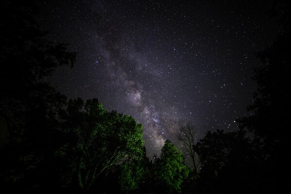 Via Lattea nel cielo notturno attraverso gli alberi