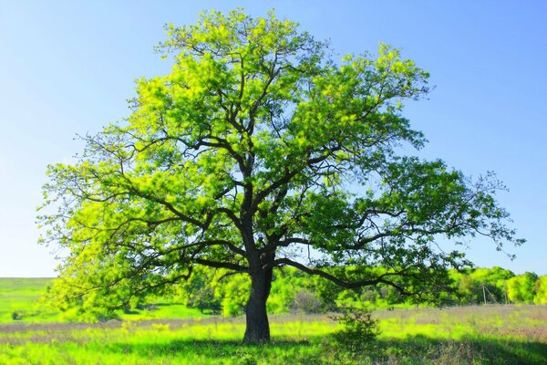 Ein grüner Baum wächst mitten auf einem Feld