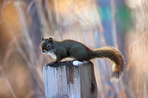 Squirrel with a fluffy tail on a blurry background