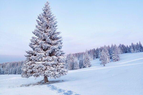 Schneebedeckte Fichten im Winter