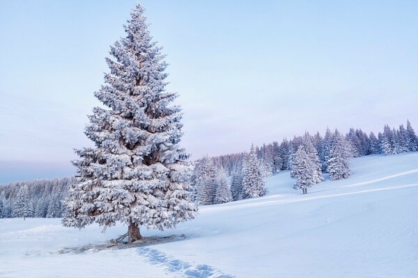 Snow fir trees in winter