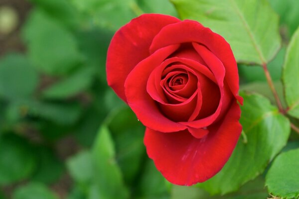 Helle rote Rose auf verschwommenem grünem Hintergrund