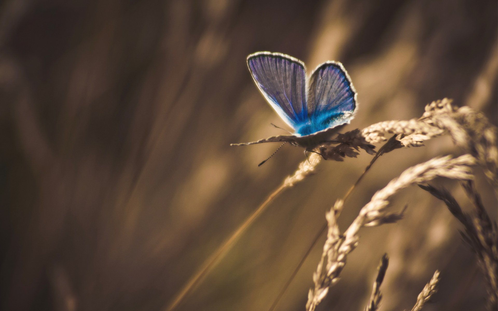 butterfly treatment macro grass dry spikelet