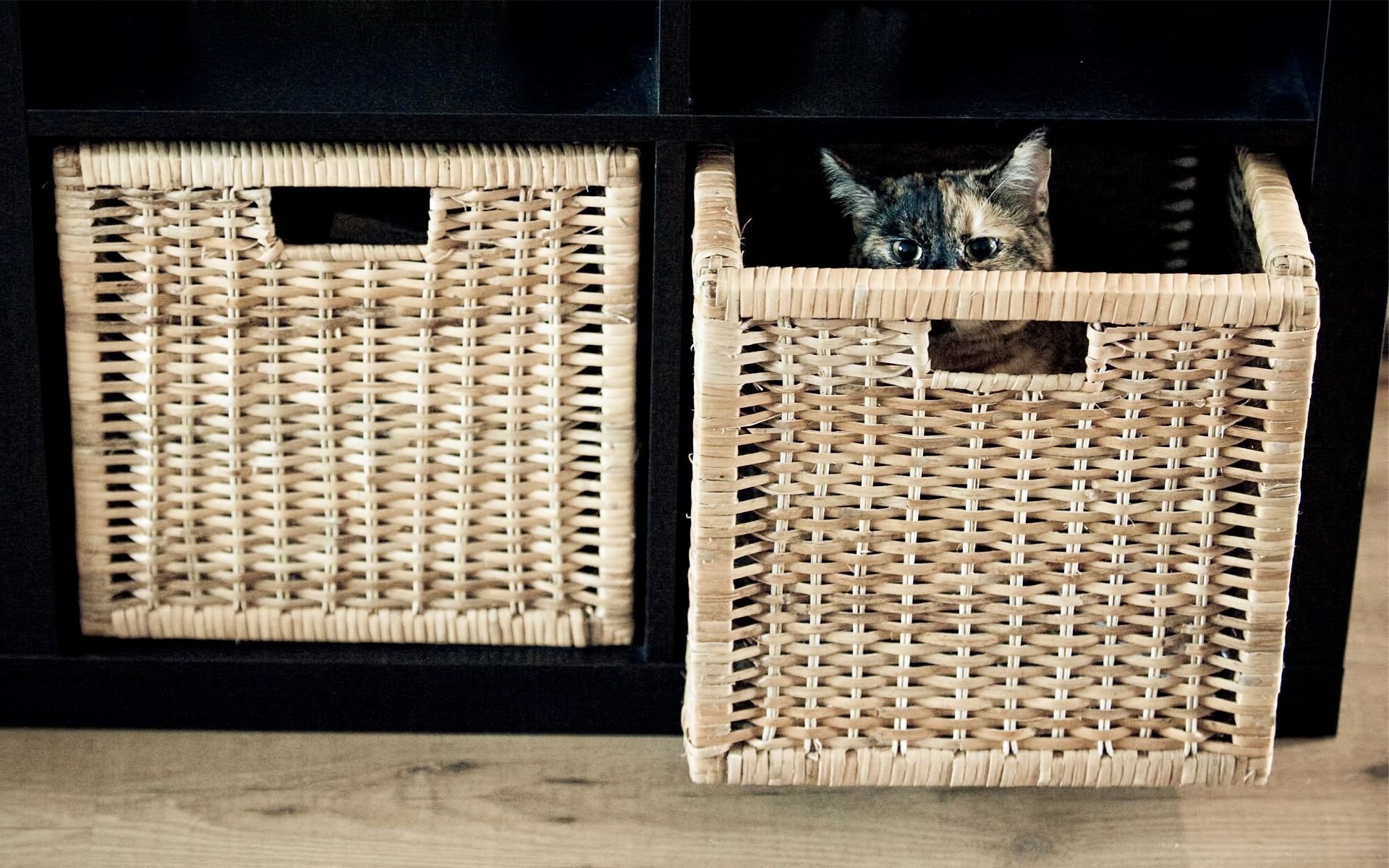 chat chat panier caché