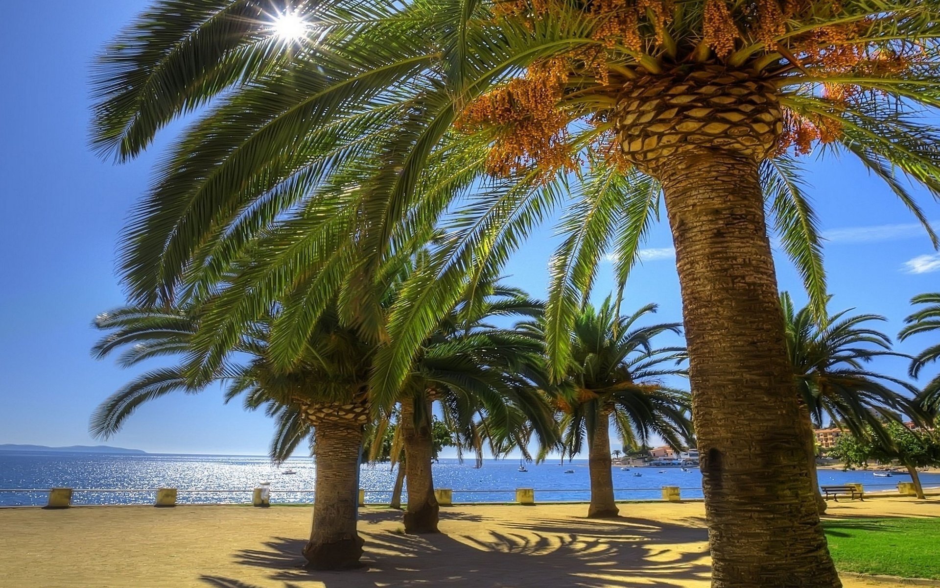 palm trees sea stay