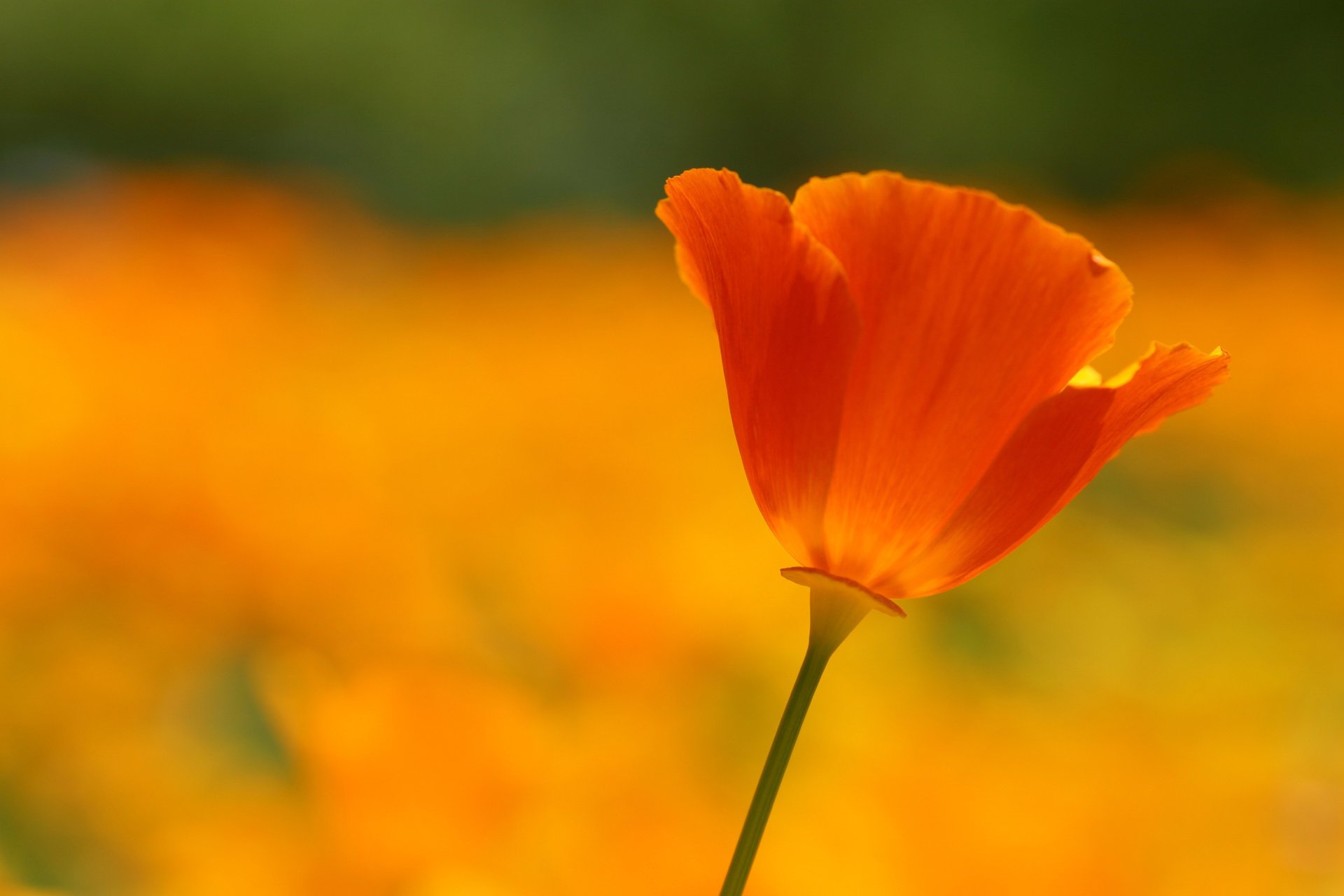 rosso papavero scarlatto petali fiore
