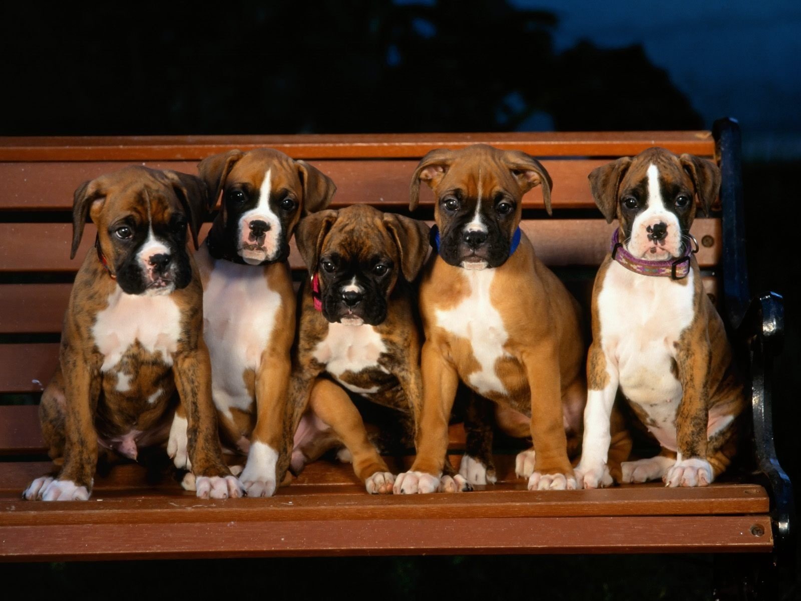 chiots boutique