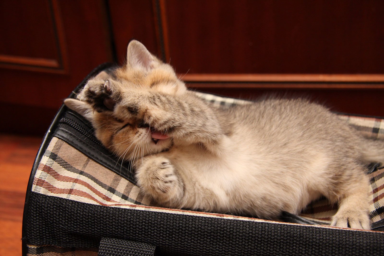 lavado gatito lengua