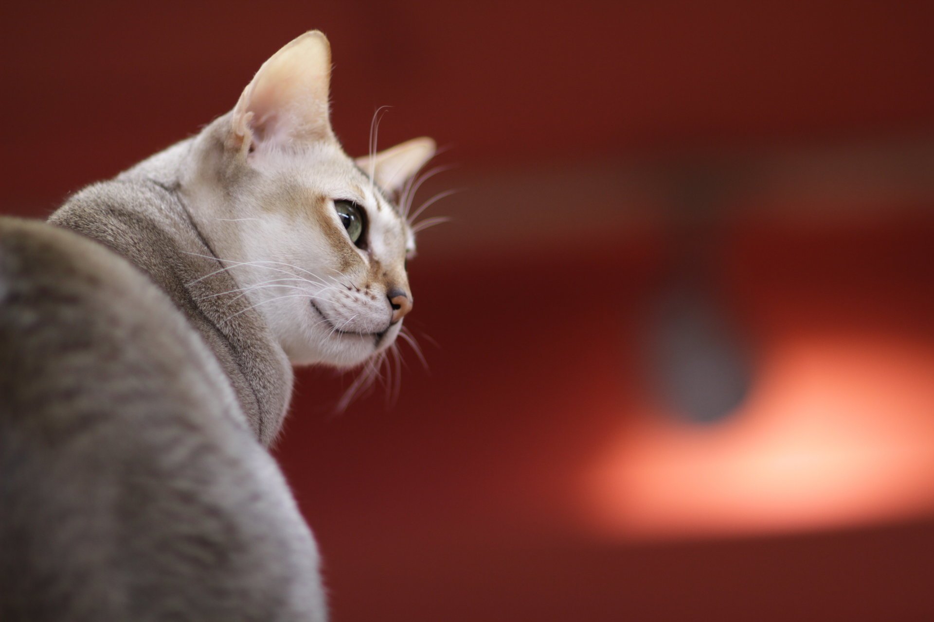 gatto grigio sguardo