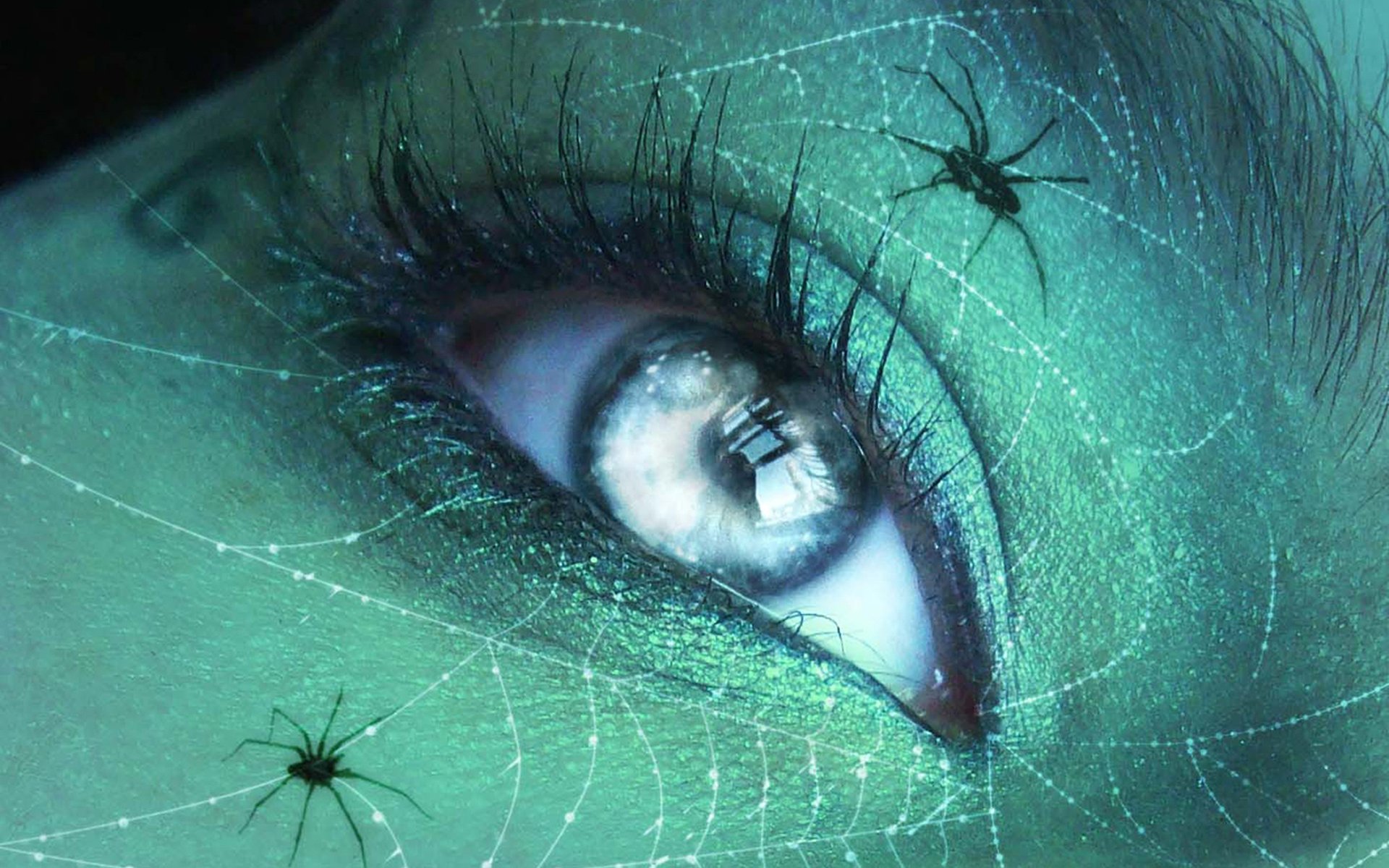 piders web network macro eye