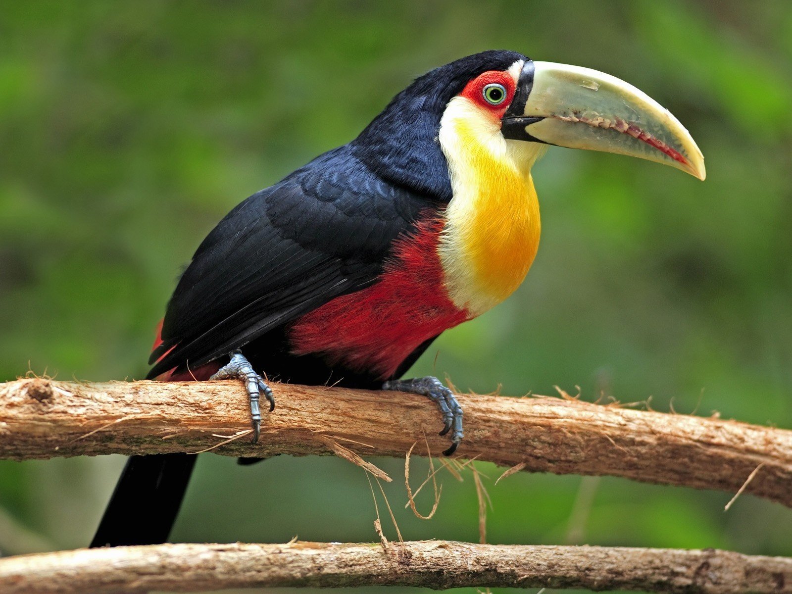 oiseau toucan