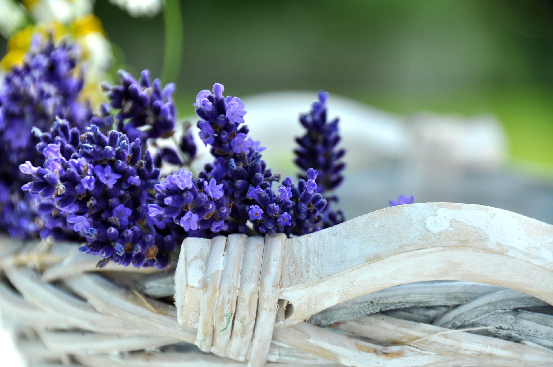 flores azul