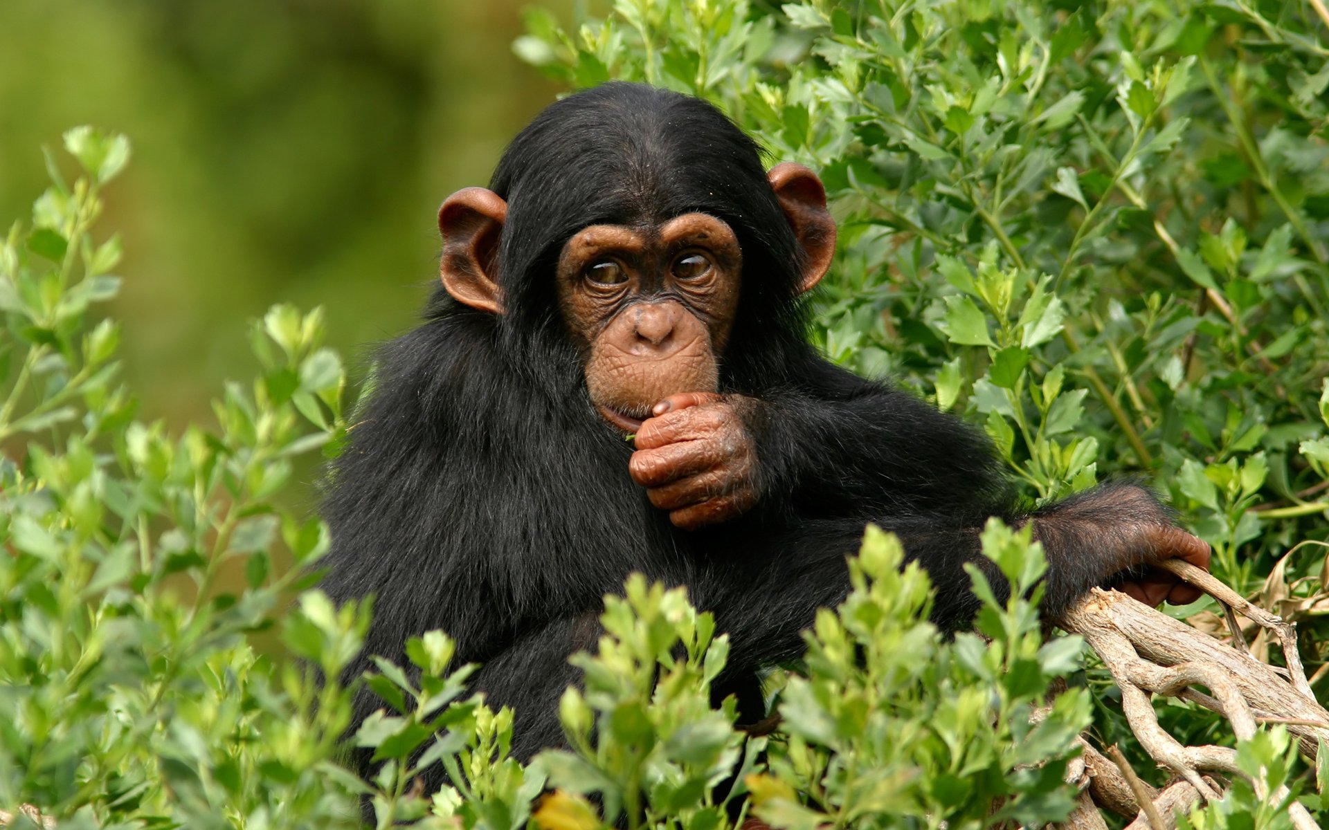 monkey chimpanzee