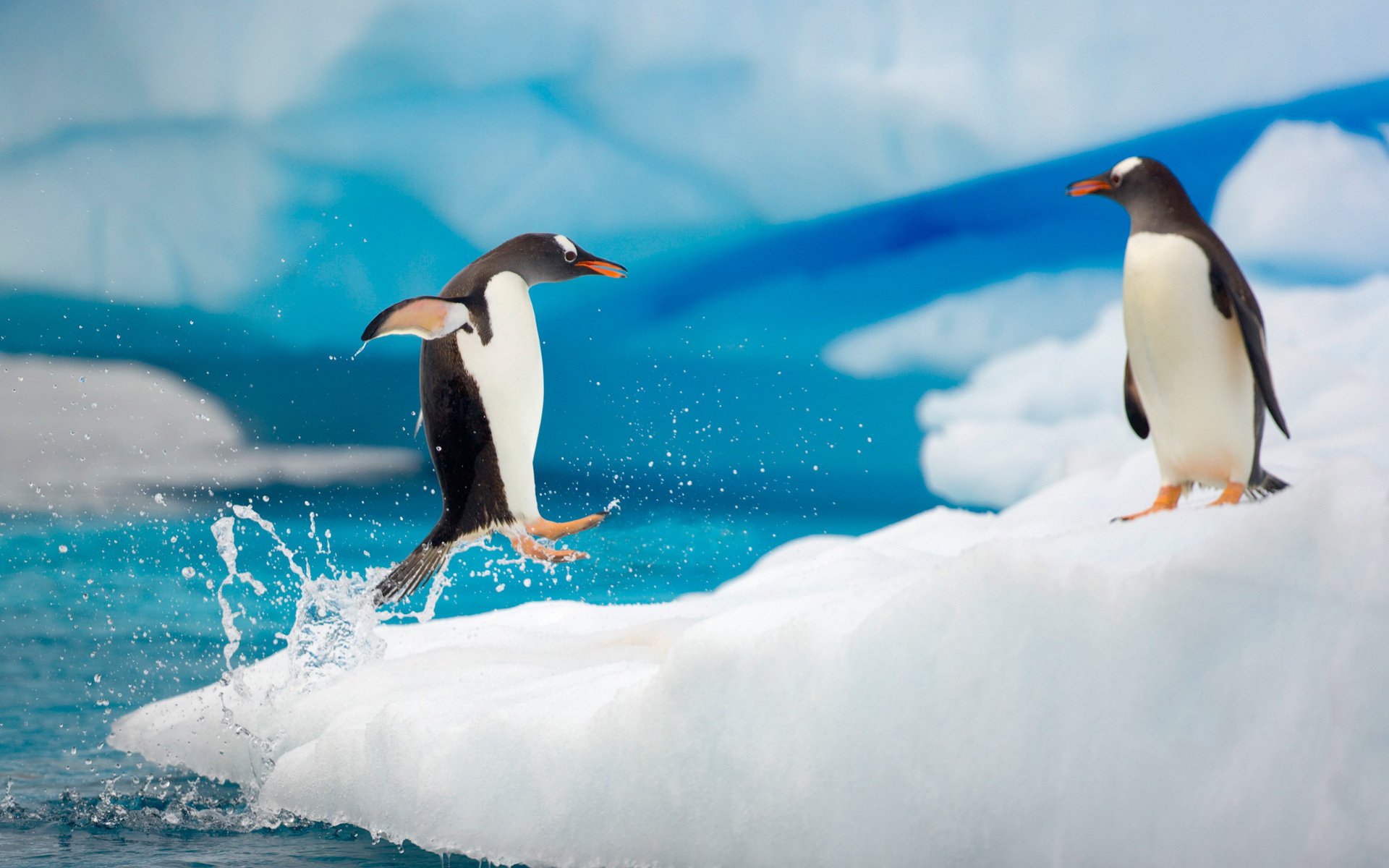eau glace pingouin hiver jet water saut spray