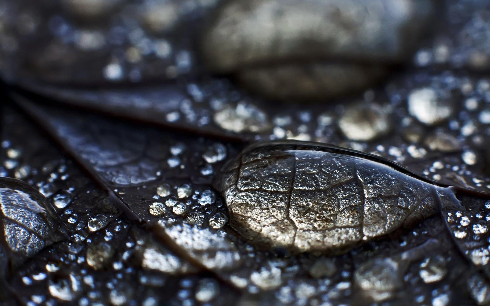 rosée feuille gouttes eau feuille
