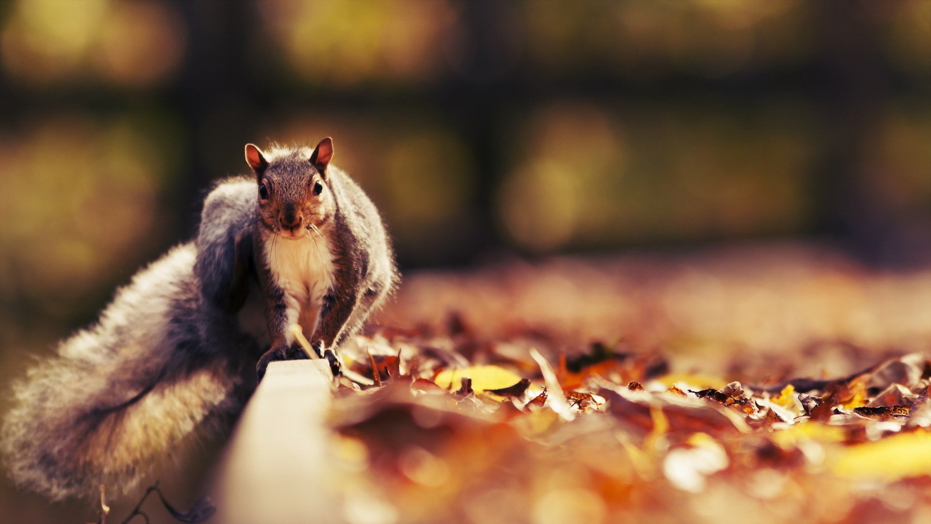 écureuil nature automne