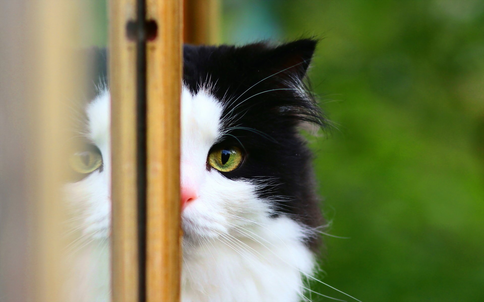 chat fenêtre fond