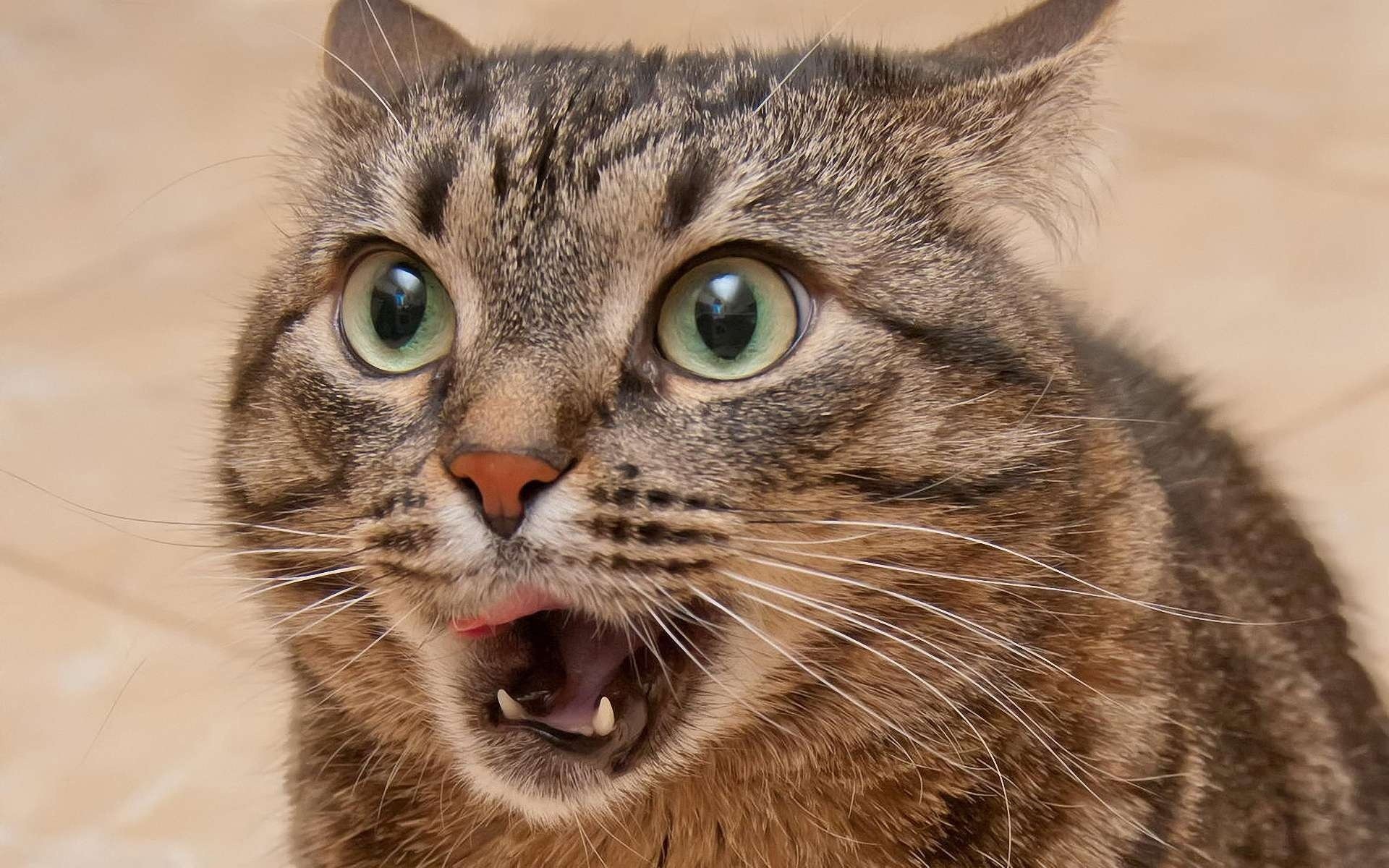 gatto gatto