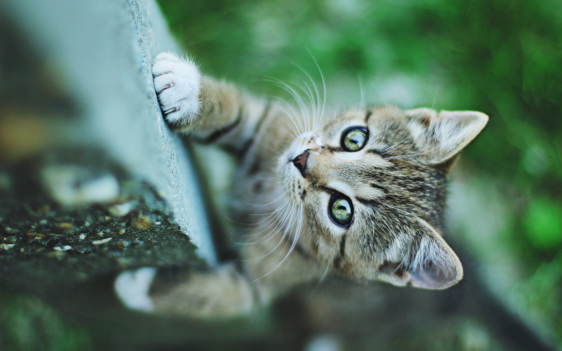 kätzchen katze blick