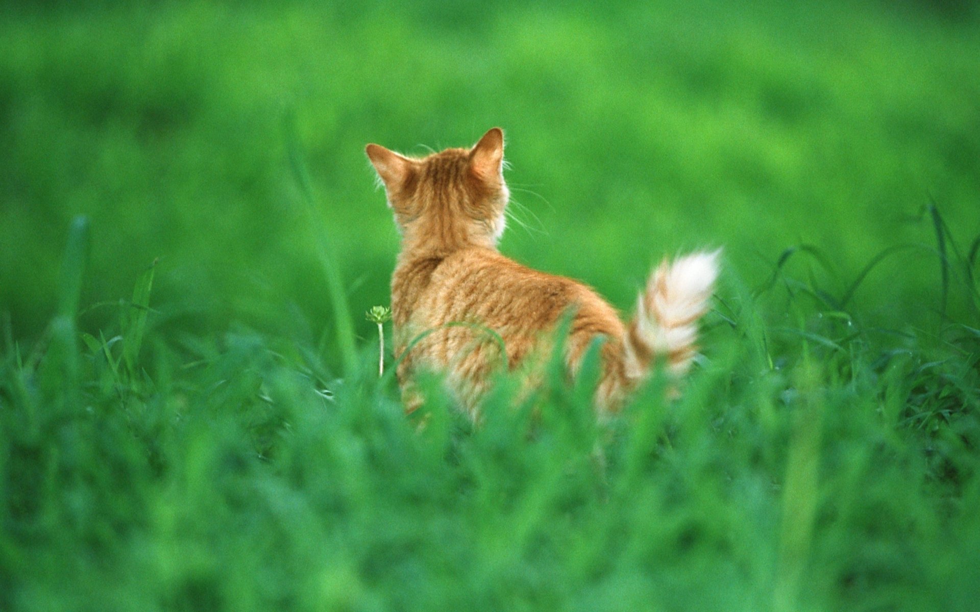 katze rot schwanz gras