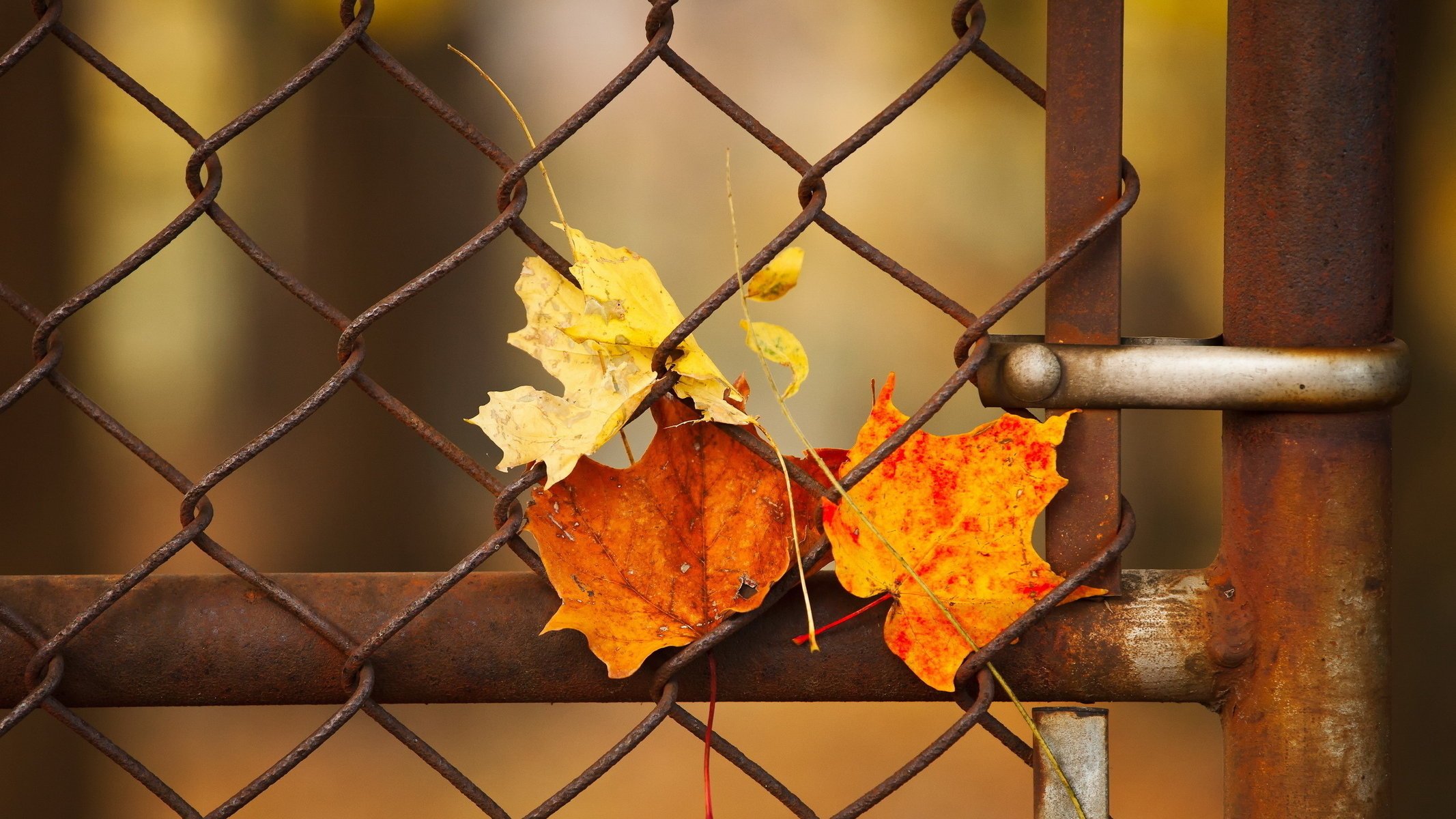 leaves the fence