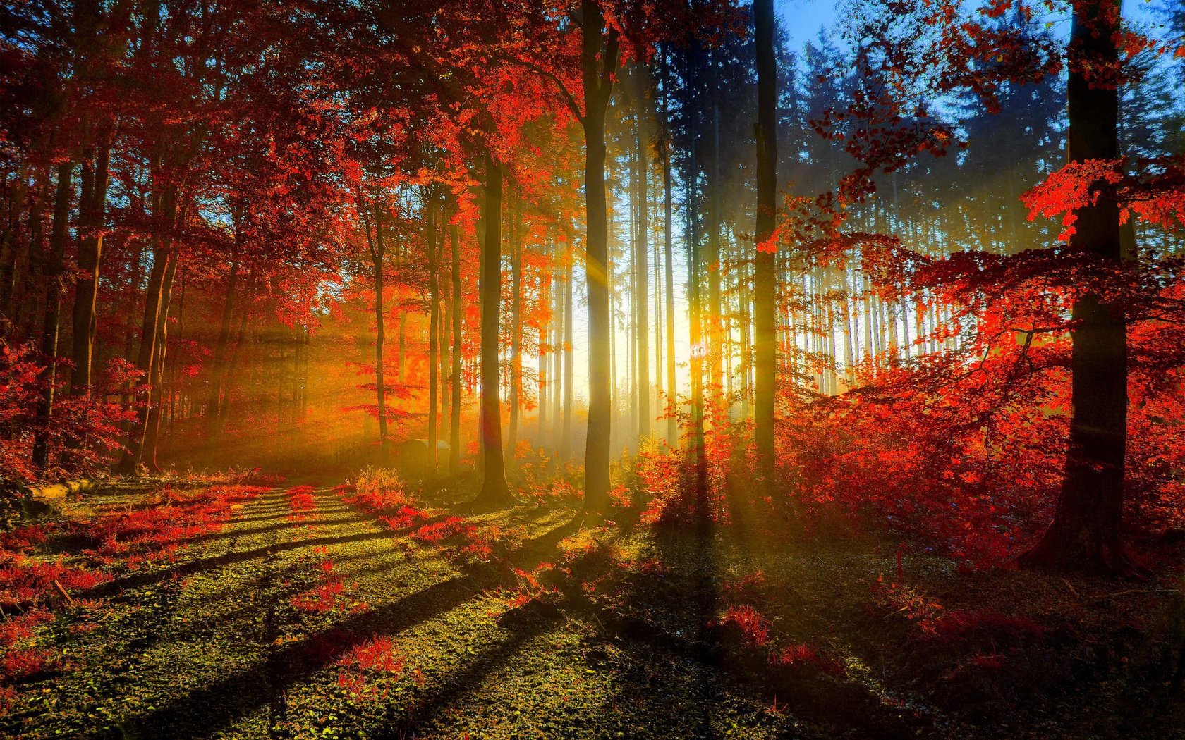 Осенний лес с рассеивающими солнечными лучами - обои на рабочий стол