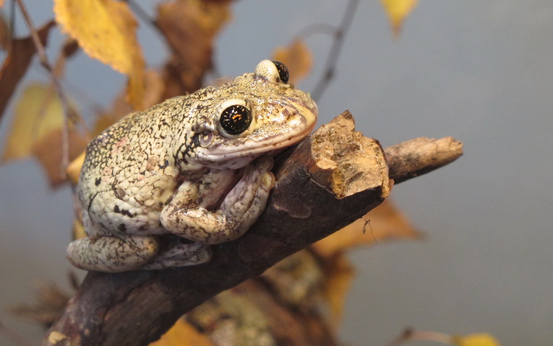 rana sapo reptil rama otoño