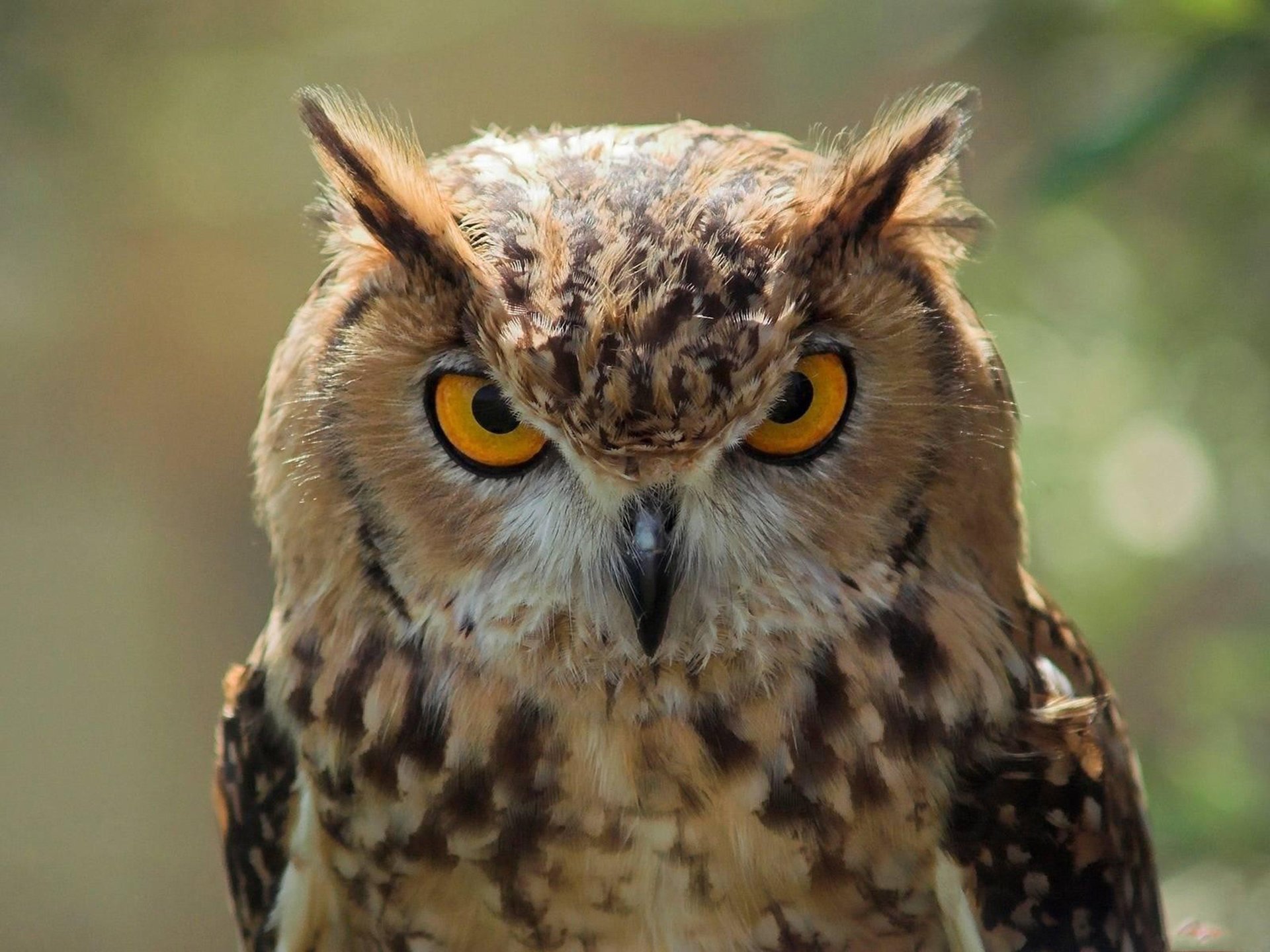 hibou hibou oiseau