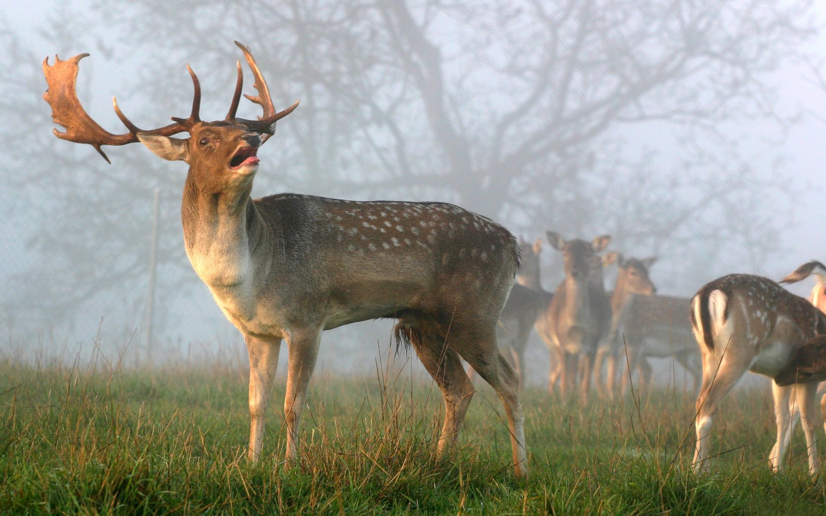 cerfs bois