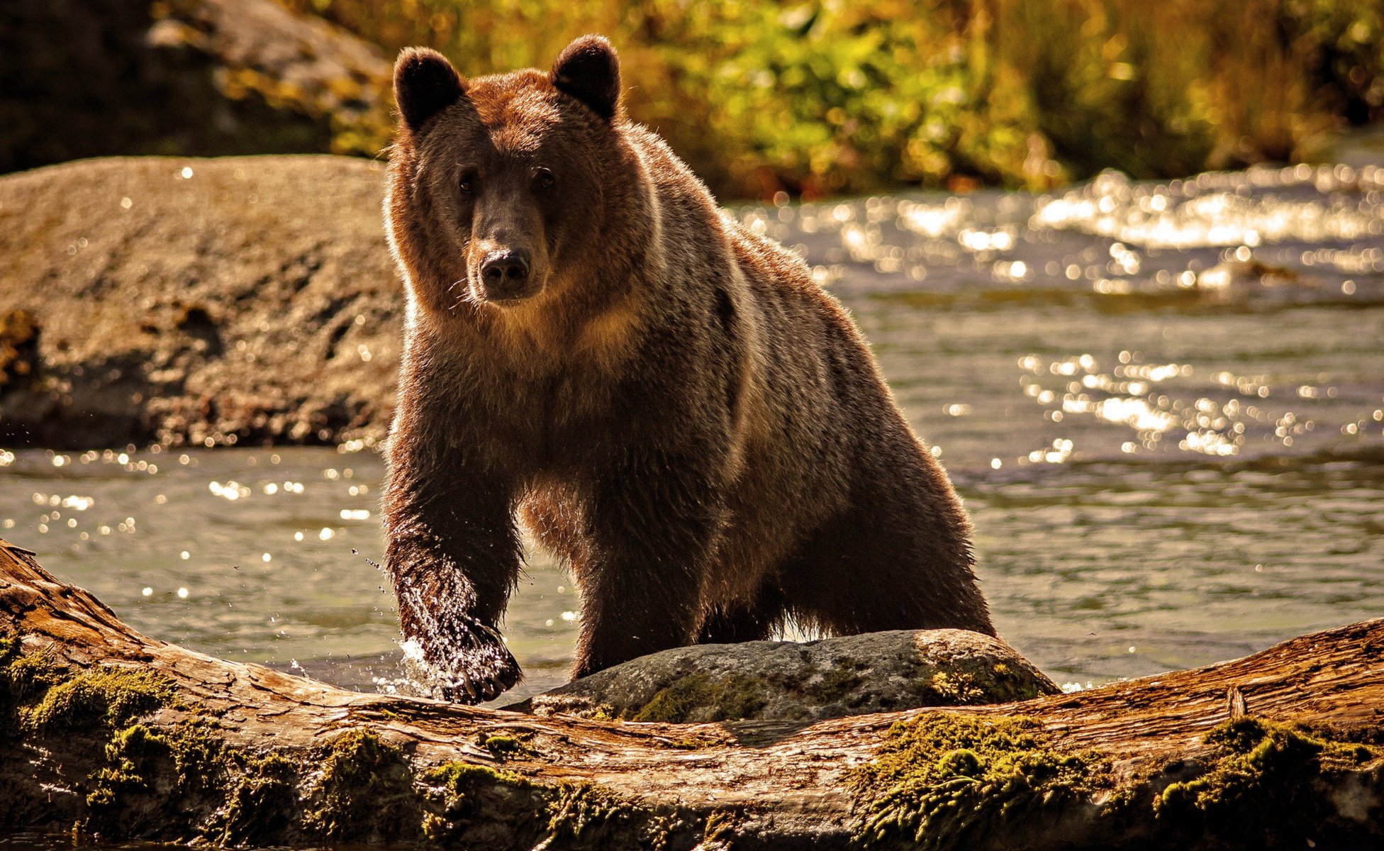 orso acqua natura fiume