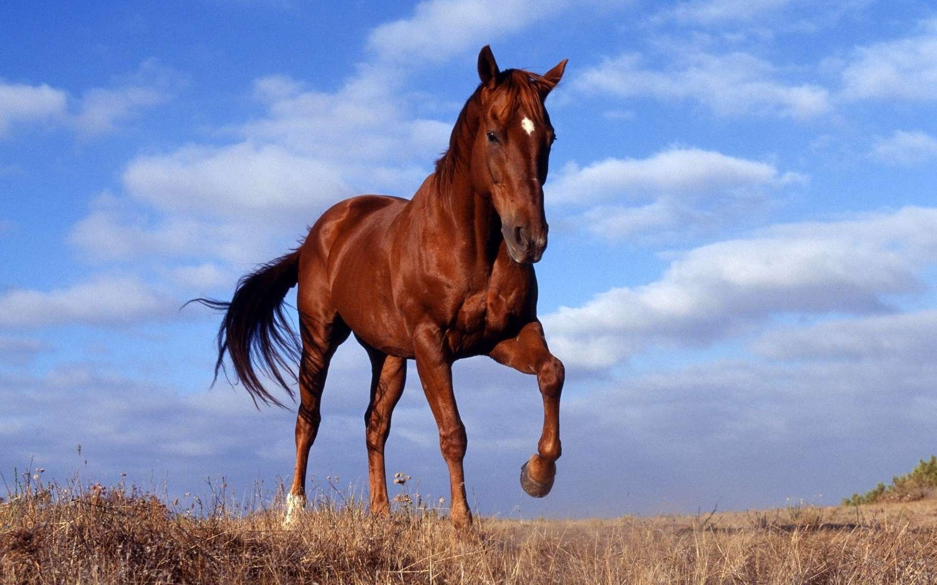 cheval cheval étalon course ciel