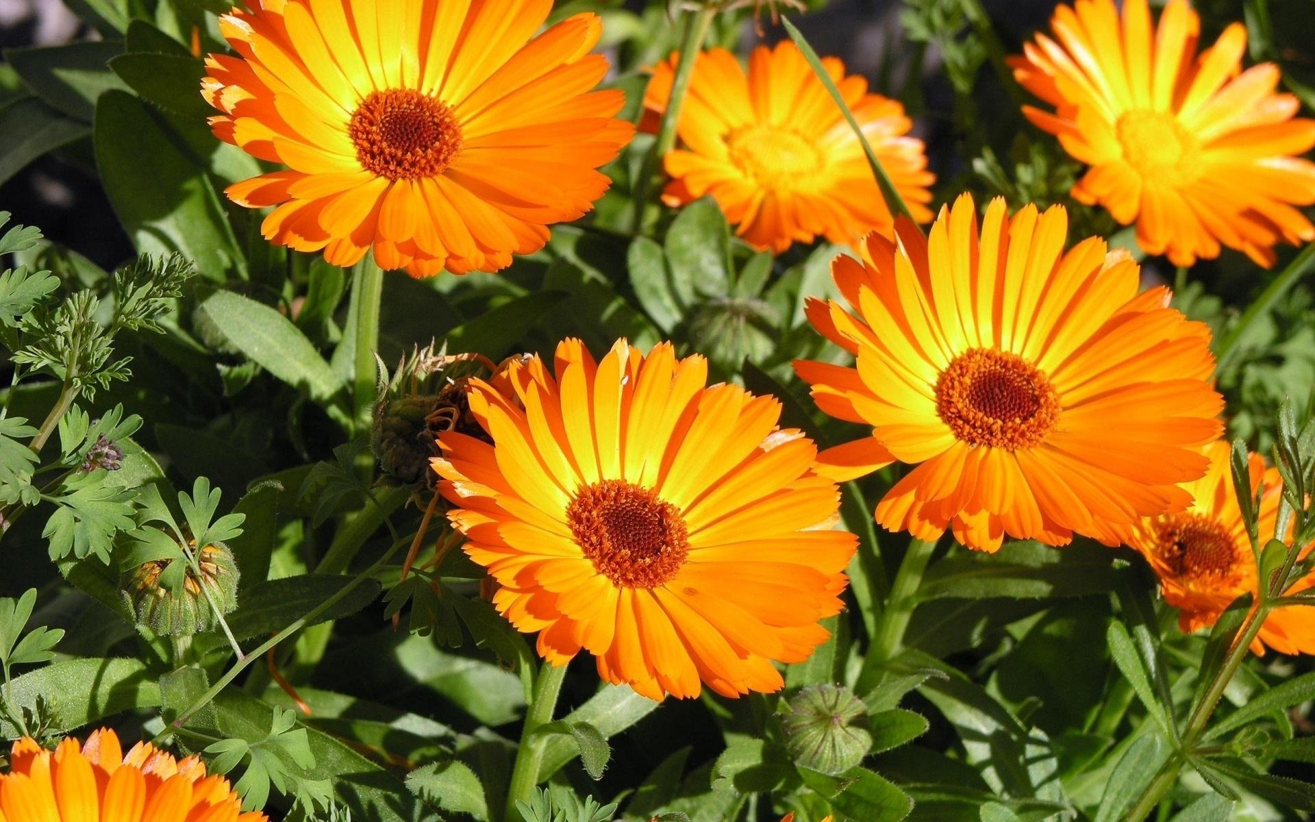 giallo calendula