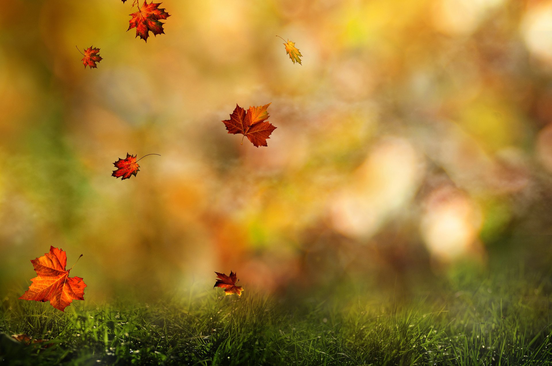 autumn leaves branch