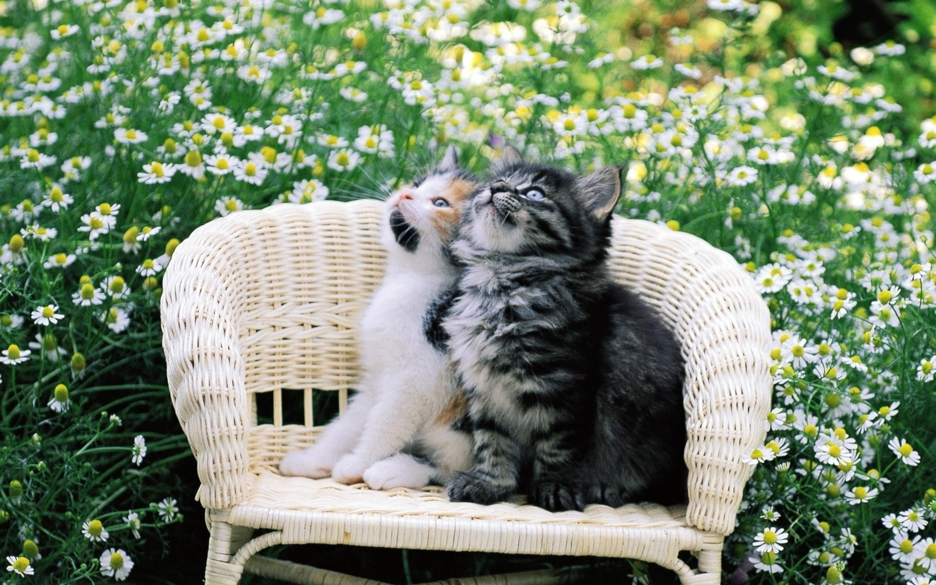 cats kittens chair chamomile