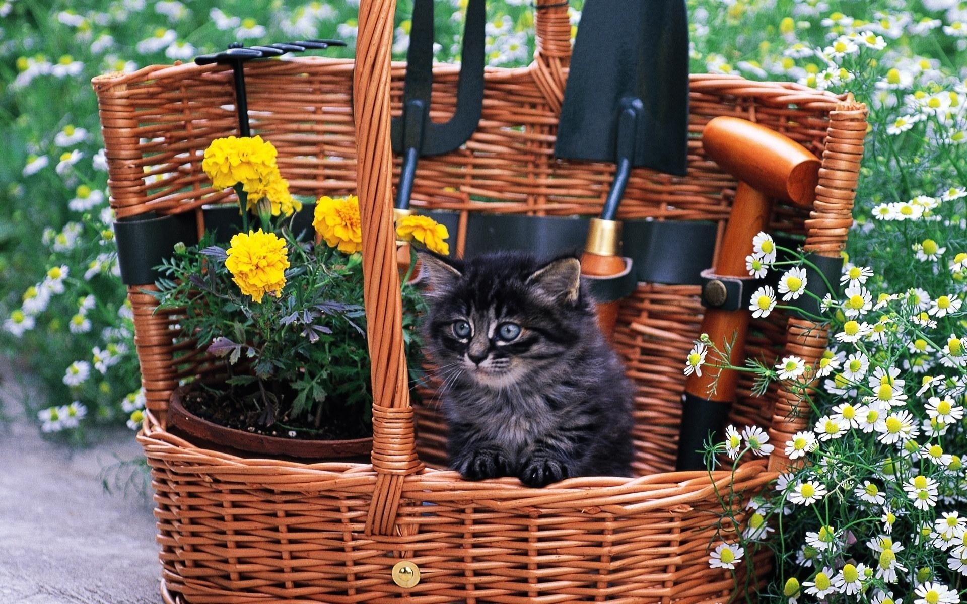 gatito gato mirada