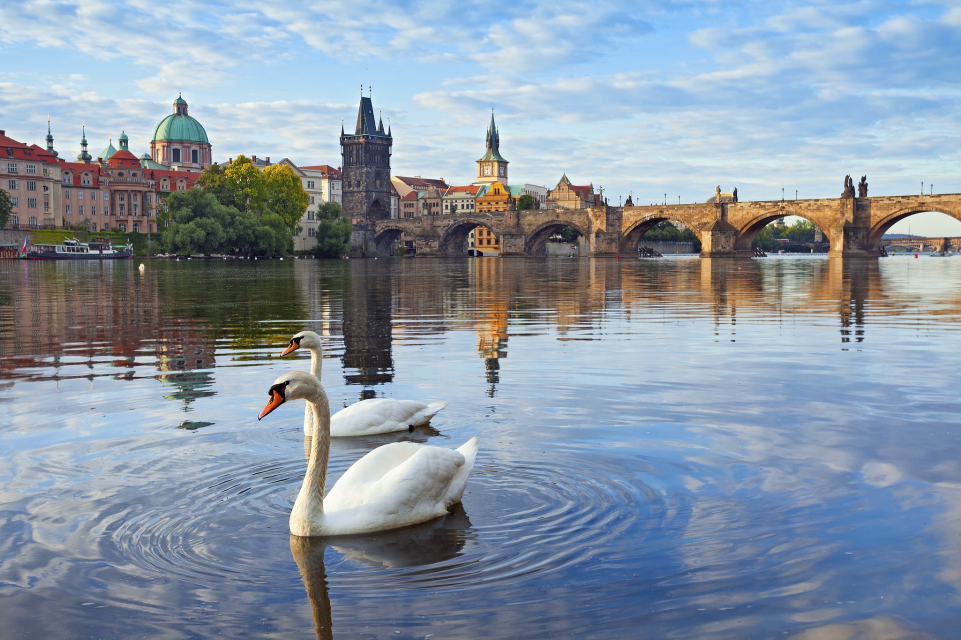 praga czechy most karola wieża domy rzeka wełtawa łabędzie