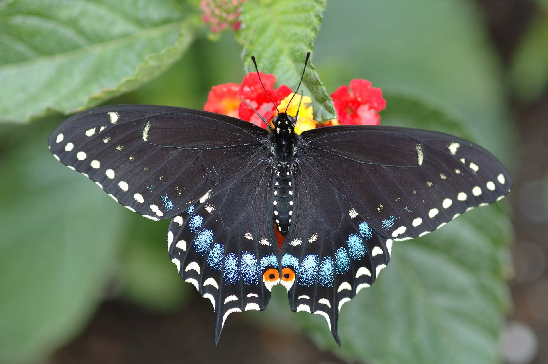 butterfly beautiful flower swallowtail sitting bright