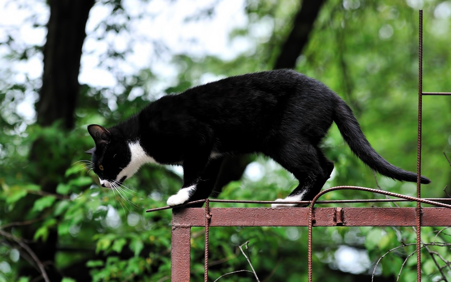 cat cat jump