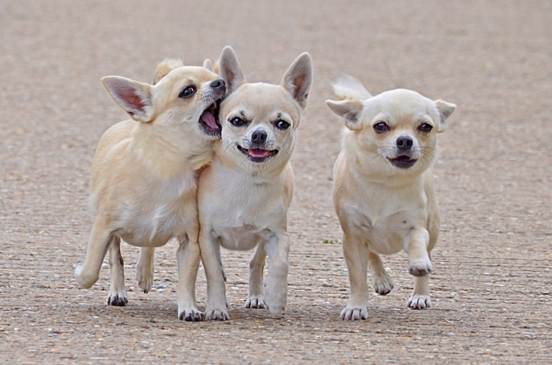 camarades amis trois chihuahua