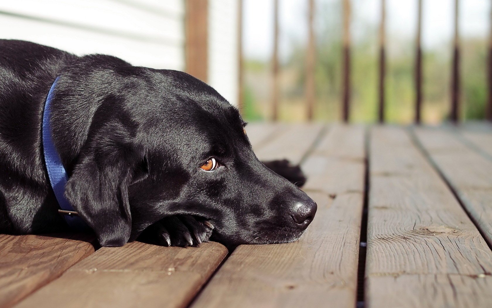 perro mirada amigo