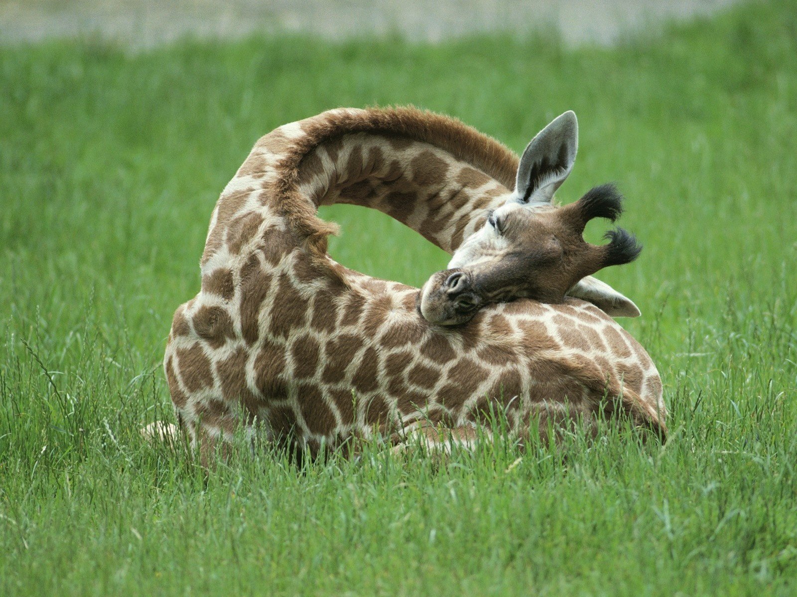 girafe cou herbe