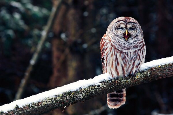 An owl sits on a snowy branch