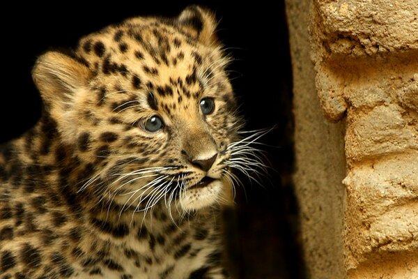 El pequeño leopardo Mira asustado