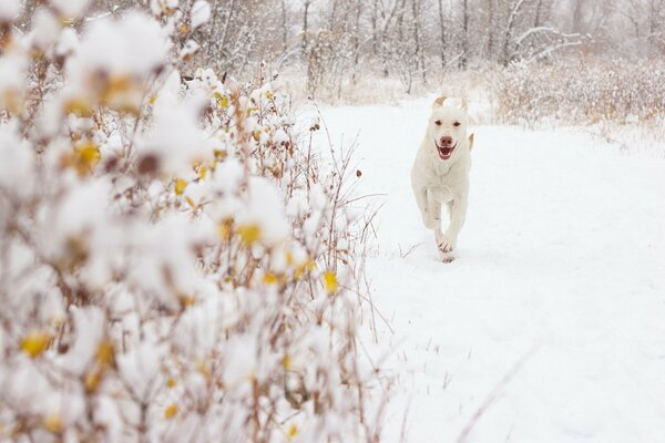 A white dog runs through the white snow