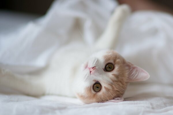 Gato pensativo al estilo provenzal