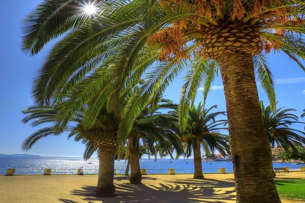 Mar de palmeras en la playa