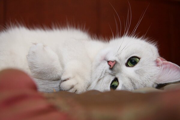 White beautiful cat dreams